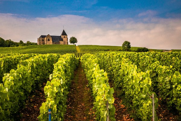 Quels sont les meilleurs itinéraires pour une randonnée à travers les vignobles de Bordeaux, France?